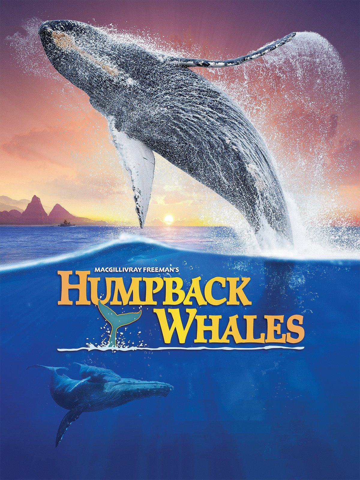 Humpback Whales