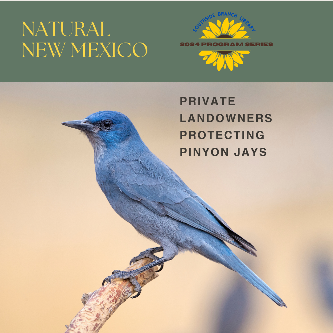 Instagram flyer for pinyon jay program