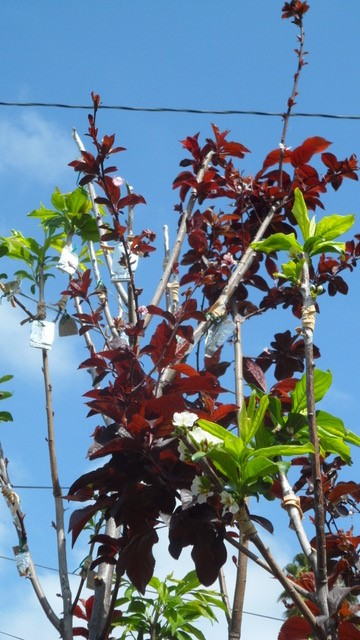 A plum tree with multiple grafts.